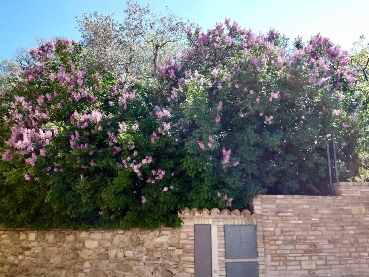 Lavanda E Rosmarino Home Assisi Kültér fotó